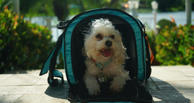 MUST HAVE TRAVEL CARRIER by gracieloumaltipoo